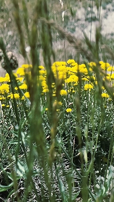 In the city of Susqueda, Spain, a close-up shot focuses on a dense field of small yellow flowers, possibly tansy, which are blurred in the background. In the foreground, tall, thin green stalks with spiky textures are out of focus, creating a naturalistic, bokeh effect. The lighting suggests it is daytime, and the overall impression is that of a wild, overgrown natural setting. There are no people or animals visible in the frame, nor any indication of human activity.