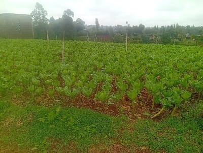 A field of green leafy vegetables stretches across the frame under a cloudy sky. Individual plants with textured leaves are arranged in rows. Wooden stakes are placed sporadically throughout the field. A small brick building is on the left side and trees are visible in the background, merging with the horizon. Green grass forms a border in the foreground, separating the viewer from the cultivated area. The overall impression is one of a rural, agricultural landscape.
