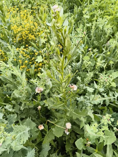 The image is a close-up, eye-level shot of a dense patch of green vegetation, possibly in a natural setting. The primary focus is on a tall, leafy green plant with jagged leaves that stands out in the center of the frame. Scattered amongst the larger plants are smaller yellow flowers, forming a background blur, and some fluffy white seed heads that resemble dandelions. The lighting suggests it is daytime, with the sunlight illuminating the leaves and creating some shadows. There is no indication of human presence or activity. The location is identified as Mayma, Russia, but the visual information within the image does not provide specific details to confirm this.