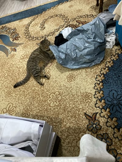 This image, taken in Sredkovets, Bulgaria, depicts an indoor residential scene. A brown and black tabby cat is lying on its left side on a patterned rug, facing right. Its head is resting against a crumpled, shiny grey plastic bag that appears to contain dark fabric and has a white label on its upper surface. The cat's front paws are near the bag. The rug is predominantly beige with brown speckles and repeating floral designs, bordered by a section of blue with similar patterns along the right and upper-left edges. In the lower left foreground, an open white shoebox is visible, containing white tissue paper and a white object, possibly a shoe, with "SPORT" printed on the box's side. In the upper right background, a dark wooden furniture leg and a pile of light-colored clothing items are partially visible, alongside a section of blue upholstered furniture.