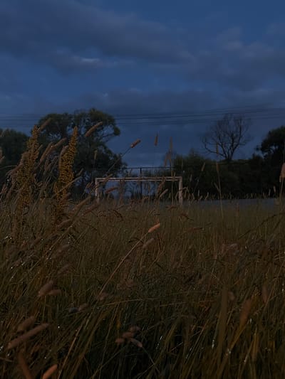 The image depicts a close-up view of tall grass and seed heads in the foreground, with a blurred background. The grass appears wet, with small droplets visible on the stalks, suggesting recent rain or dew. The sky is a deep, dark blue, indicative of twilight or pre-dawn. Wispy clouds are scattered across the sky, and a silhouette of a leafless tree is visible on the left. Further in the background, a structure resembling a white metal frame or fence is present, and a line of utility poles runs horizontally across the image. The overall mood is serene and slightly melancholic, evoked by the dim lighting and the natural elements. The time of day is clearly early morning or late evening, and the location appears to be a rural or semi-rural setting, possibly a field or meadow, in Martem'yanovo, Russia. There is no visible text in the image.