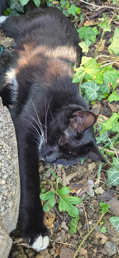 A black and white cat is sleeping outdoors in Manderbach, Germany. The cat is lying on its side, with its eyes closed and its body stretched out. Sunlight is streaming down, casting stripes of light across its fur. The cat's white paws are visible, with soft white pads. It is surrounded by dirt, small rocks, and green ivy plants. The lighting suggests it is daytime, likely sunny. The scene is peaceful, with the cat appearing to be relaxed and comfortable in its natural surroundings. There is no visible text in the image.