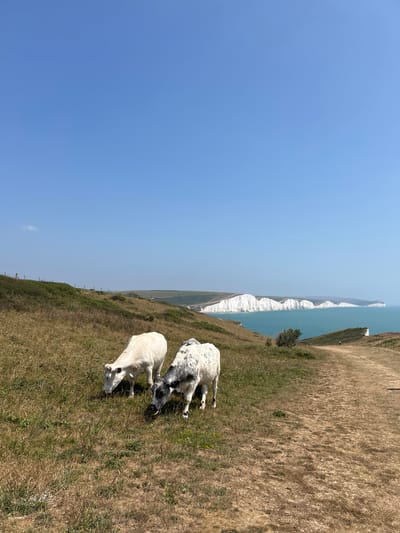 Two cows graze on a grassy hillside with the white chalk cliffs of the Seven Sisters and the English Channel in the background. The sky is clear and blue. A dirt path runs along the right side of the frame. A small white structure, possibly a lighthouse, is visible in the distance on the coastline. In the foreground, the dry, sun-bleached grass suggests a warm, sunny day. One cow is predominantly white, while the other is white with black speckles. Both appear to be grazing, with their heads down. The scene captures a picturesque view of the natural landscape near Seaford, United Kingdom.