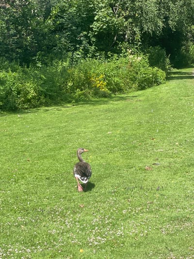 A goose is walking on a grassy area with small white flowers. The goose is facing away from the camera, and its body is mostly dark brown with some white feathers on its rump. It has orange feet and a dark bill with a reddish-orange tip. In the background, there are trees and bushes. The ground is covered in green grass and scattered with small white flowers. The scene appears to be outdoors in a park or natural area. No specific location in Horsens, Denmark can be determined from the image.