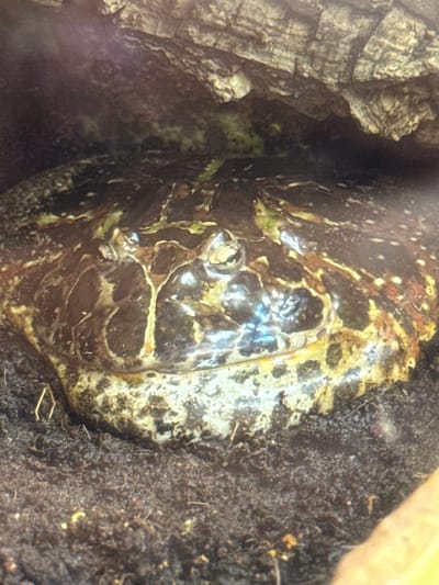 A frog with black and yellow markings sits partially hidden in a dark, earthy environment. The frog's eye is visible, and its skin appears moist. To the left, there is a piece of textured, grey bark. The surrounding substrate is dark and granular, resembling soil. The image appears to be taken indoors, possibly in a terrarium or enclosure. There are no people visible. The location, Kogalym, Russia, is not explicitly verifiable from the image itself, but it's possible the frog species is native to that region or kept in a local terrarium setting.