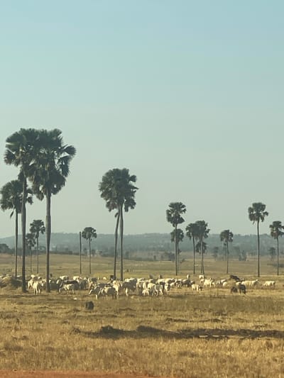 The image displays a rural, expansive landscape under a clear, bright sky, likely in Zankan, Nigeria. The dominant subjects are numerous tall, slender palm trees, specifically fan palms (possibly Borassus aethiopum), which are arranged in a roughly linear formation extending horizontally across the mid-ground. Many of these trees appear to have multiple trunks emerging from a single base or close proximity.
Beneath the line of palm trees, a substantial herd of light-colored cattle, mostly white or light grey, is scattered across a vast, dry, golden-brown field. The cattle appear to be grazing or resting. In the background, beyond the field and cattle, distant hills or denser vegetation can be seen, appearing hazy due to atmospheric perspective.
The sky, occupying the upper portion of the frame, is a uniform, pale blue, suggesting a clear day with no clouds. The overall impression is one of a sunny, dry season, characteristic of a savanna environment. There is no visible text or identifiable human activity, creating a tranquil and natural scene. The time of day appears to be during daylight hours, with soft lighting and minimal harsh shadows.