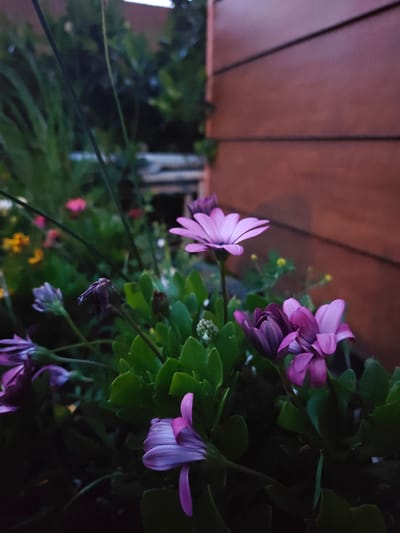 This is a close-up, low-angle, outdoor photograph of purple and pink daisy-like flowers in bloom, set against a dark green leafy background and a warm, reddish-brown wooden fence. The lighting suggests it is either early morning or late evening. The flowers are in various stages of bloom, with some petals unfurling and others still in bud. A few other out-of-focus flowers in shades of pink and yellow are visible in the background. The wooden fence, composed of horizontal planks, occupies the right half of the frame, providing a textural contrast to the soft petals of the flowers. The overall impression is one of a tranquil, natural setting, possibly a garden or balcony in Nieuw-Vennep, Netherlands, bathed in soft, diffused light. There are no people or animals visible in the frame.