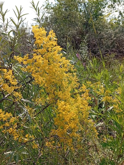 This is a medium-shot, natural-light photograph taken outdoors at Опытное Поле, Russia. The image features a dense thicket of vegetation. The dominant elements are clusters of small, bright yellow flowers, likely Galium verum (Lady's Bedstraw), blooming profusely on tall, branching stems. These yellow flowers are interspersed with various shades of green foliage, including narrow, lance-shaped leaves of some plants and broader, more mature leaves of others, along with dry, brown stems and branches. The background consists of a blurred mix of trees and shrubs, suggesting a natural, wild setting, possibly a meadow or the edge of a forest. The sky is visible at the top, appearing bright and slightly overcast. There are no people or animals present in the scene. The overall impression is one of a vibrant, untamed natural landscape during its blooming season.