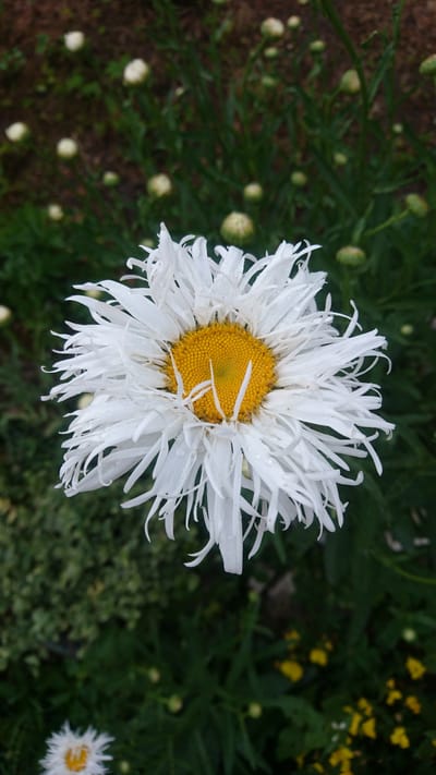 This is a close-up, top-down photograph of a white daisy with a bright yellow center. The daisy's petals are elongated and somewhat ruffled, giving it a feathery appearance. Some of the petals are curled or bent, and small water droplets are visible on them, suggesting recent rain or dew. The daisy is in focus, while the background is a blur of green foliage, with hints of other white flower buds and some yellow flowers further back. The lighting suggests it is daytime, possibly overcast or early morning/late afternoon given the soft light. The setting appears to be a garden or natural outdoor environment. No people, text, or specific events are depicted. The location context is Dvirets, Ukraine.