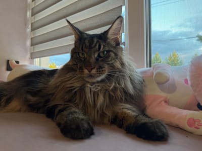 A large, long-haired tabby cat with green eyes is lying down on a pink surface. The cat is facing the camera, with its head tilted slightly. In the background, there is a window with blinds and a view of trees outside. The cat appears to be resting on a large, plush stuffed animal.
