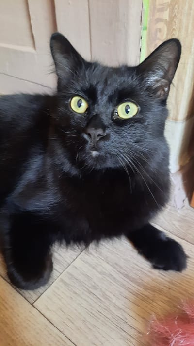 The image shows a close-up of a black cat lying on its back on a wooden floor. The cat's eyes are bright yellow and wide open, looking directly at the camera. Its mouth is slightly open, revealing a bit of its tongue. The cat's fur is glossy black, and it has long white whiskers. Its ears are pointed upwards, and one of its paws is extended towards the viewer. The background consists of a wooden floor with a distinct wood grain pattern. To the left of the cat, there is a hint of a patterned surface, possibly wallpaper or a rug, with faint text that is illegible. To the upper right of the cat, a fluffy pink object is partially visible, possibly a toy. The lighting suggests an indoor setting, likely during the daytime. The cat appears alert and playful.
