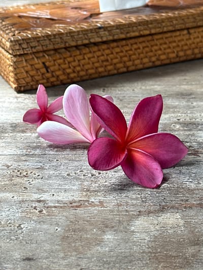The image depicts a close-up of three plumeria flowers arranged on a weathered wooden surface, next to a woven rattan object. The largest flower is a deep magenta color with a reddish center. Beneath it, two smaller flowers are a lighter shade of pink, with white tips on the petals. The wooden surface exhibits a distressed, aged appearance, with a vertical grain pattern. The rattan object is visible on the left side of the frame. The location is Pekutatan, Indonesia.