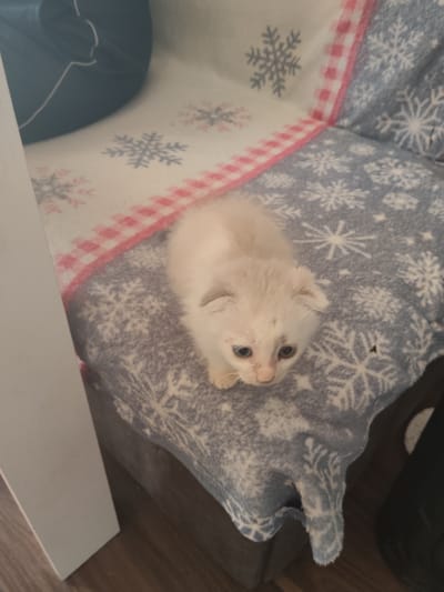 A pale, fluffy kitten with blue eyes is sitting on a couch covered with snowflake-patterned blankets. The kitten's fur is slightly matted, and there are small dark marks on its face. The blankets have a winter theme, with white snowflakes on a blue background, and a red and white checkered border visible on one section. To the left of the couch is a white vertical object, possibly a piece of furniture or a wall. The floor beneath the couch appears to be wood. The environment suggests an indoor setting, likely a living room. The location is in the city of Андрэеўшчынскі сельскі Савет, Belarus.