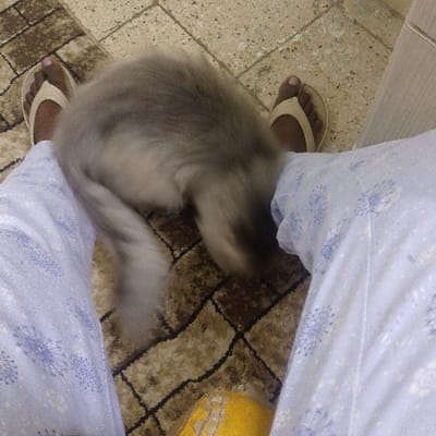 A grey, fluffy cat sits between a person's legs clad in light blue patterned pajama pants. The person wears tan flip-flops, with pink nail polish visible on their toes. A patterned brown and beige rug is visible beneath the cat and person. A yellow object is also partially visible near the bottom of the frame. A white wall or cabinet is seen to the right. The cat's body is curved, with its head facing downward and out of view.