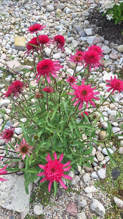 In the city of Pļavas, Latvia, an outdoor scene is captured, focusing on a cluster of vibrant, double-petaled pink coneflower blooms. The flowers are the central subject, with their lush green foliage contrasting against a backdrop of light-colored, smooth river stones. The stones form a natural ground cover, interspersed with small patches of green moss and darker, coarser mulch in the upper right corner. The image composition highlights the intricate details of the flowers, such as their ruffled petals and central cones, as well as the textured appearance of the stone-covered ground. The lighting suggests it is daytime, with soft shadows indicating overcast conditions or the natural diffusion of light. No people or animals are present in the frame. The overall impression is one of a cultivated garden setting, showcasing the beauty of the flowering plants against a natural, yet organized, landscape.