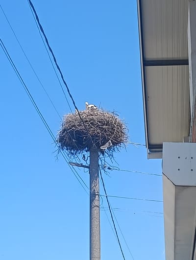 In the city of Selyanin, Bulgaria, a large stork nest sits atop a concrete utility pole against a clear blue sky. The nest is constructed from a dense collection of twigs and branches, appearing well-established. Two white storks are visible within the nest, one standing and the other appearing to be either sitting or facing away. The pole itself is rough and textured, and several power lines are strung across the frame, crisscrossing over and around the nest. To the right of the pole, a portion of a light-colored building with a ribbed roof is visible.