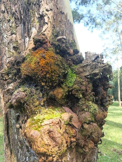 A close-up shows a tree trunk with a large growth covered in various colors of moss and lichen. The growth is textured and uneven, with some sections appearing dry and brittle. A few green leaves are scattered among the growth, suggesting recent leaf fall. A thin web is visible across the surface. The background shows a grassy area and some trees in the distance under a bright sky. The tree trunk itself appears weathered and aged.