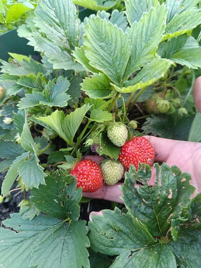 In Verkhnie Chershily, Russia, a close-up shot captures a person's hand gently holding ripe and unripe strawberries amidst lush green foliage. The image focuses on the detail of the strawberries, showcasing their vibrant red and pale green hues, along with the intricate texture of the seeds. The surrounding strawberry plants are characterized by large, serrated leaves, some showing signs of minor damage, possibly from insect activity. The background is a soft blur of green and dark soil, indicating an outdoor garden setting. The lighting suggests it is daytime, with natural light illuminating the scene. The presence of both ripe and unripe fruit suggests a mid-season harvest or ongoing growth.