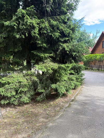 An outdoor, eye-level, medium shot captures the lower branches of a large, dense spruce tree on the left, extending into the foreground and obscuring much of the background. The tree's needles are a deep green, with some branches drooping towards the ground. To the right of the tree, a paved pathway runs diagonally into the distance, bordered by a low concrete curb. Beyond the pathway, a line of manicured green shrubs forms a hedge, behind which are wooden structures, including a portion of a brown wooden house with a red roof visible in the upper right corner. The ground beneath the spruce tree consists of dirt, scattered dry leaves, and sparse green growth. The sky above is a bright blue with scattered white clouds. The scene appears to be in a residential or recreational area, possibly in Novy Gorodok, Russia, given the architectural style and vegetation. There are no people or animals visible in the image.