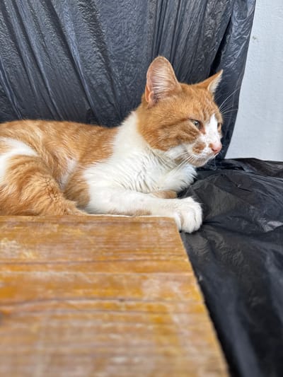 A medium shot captures an orange and white cat lying next to a wooden structure covered with a black plastic bag. The cat's head is slightly tilted upwards, as if looking at something above. The background consists of a white wall, completing the immediate environment of the scene. The location, Trastikovo, Bulgaria is not visually discernible.