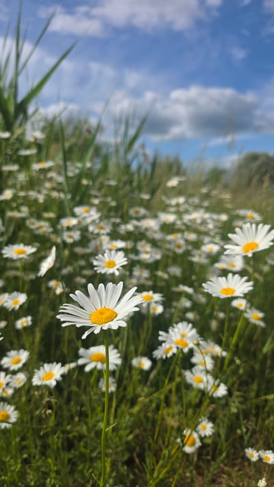 The image shows a field of daisies in Stanwick, United Kingdom, under a blue sky with white clouds. The daisies are predominantly white with yellow centers, scattered across a green field. The sky is visible on the left side of the image.