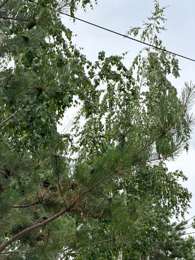 The media file presents a close-up view looking upwards at trees against an overcast sky. The primary subjects are the branches and foliage of pine trees in the foreground and deciduous trees in the background. There is a dark electrical wire running diagonally across the upper left portion of the image. The scene is set outdoors, with the trees suggesting a natural or semi-natural environment.
The activity depicted is passive; the trees are simply standing, with their leaves and needles appearing to be moved by a gentle breeze, given their slightly blurred and varied positions. The weather appears to be cloudy or overcast, as indicated by the uniformly bright, diffused sky. There are no people visible, nor any explicit objects other than the electrical wire.
Notable details include the texture and color of the pine needles, which are a deep green, and the lighter green of the deciduous leaves. Some pine cones are visible among the pine branches. The angle of the shot creates a sense of looking up into a canopy. The location context provided is "Озерное (майминский), Russia," which indicates a geographical setting. No text is visible in the image. The overall mood is one of natural observation, with the overcast sky lending a somewhat muted or calm atmosphere to the scene.