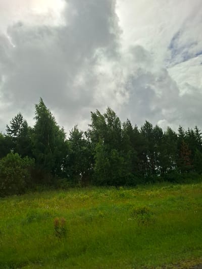 The image depicts a natural landscape with a field of green grass in the foreground and a dense line of trees forming the background. The sky above is filled with heavy, grey clouds, with some patches of brighter sky visible. The trees are predominantly deciduous, with some coniferous trees interspersed, and they are densely packed, creating a thick treeline. The grass in the field appears somewhat wild and untamed, with small wildflowers scattered throughout. The overall impression is of a somewhat overcast day in a rural or semi-rural setting. There are no people or man-made structures visible in the image. The location is identified as Pokrovka, Russia.