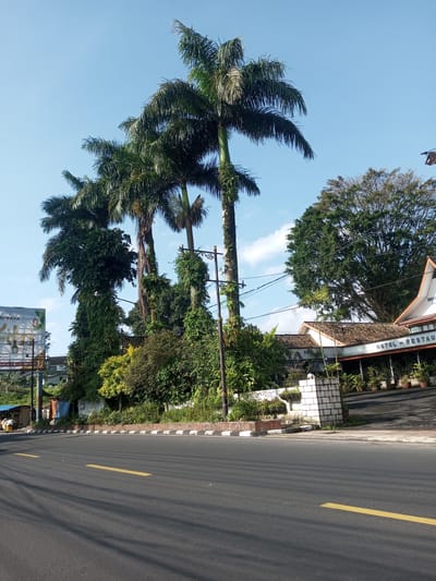 The image shows a street in an urban area, possibly in Nhot Chang, Laos, though this cannot be verified solely from the image. The street, with a yellow centerline, is the primary foreground element. The street appears to be paved and well-maintained.

On the right side of the street is a raised area featuring various types of vegetation, including trees, bushes, and plants. Palm trees are prominent, extending upwards into the blue sky. A building with a sign that reads "HOTEL - RESTAURANT" is partially visible behind the greenery.

On the left side of the street, there is another area of vegetation, although it is less dense than the area on the right. A billboard is visible in the background on the left.

No people are clearly visible in the image. The overall environment suggests a warm, sunny day. Power lines stretch across the sky in several locations.