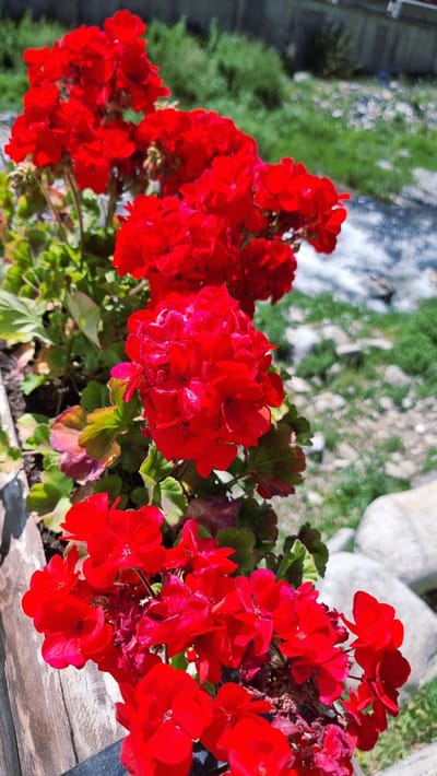 This is a close-up, vertical, eye-level shot of bright red geraniums in a planter. The flowers are the primary subject, with several clusters of blooms in focus in the foreground and midground. The background is blurred, showing green foliage, a stream of water, rocks, and what appears to be a wooden fence or retaining wall. The lighting suggests a sunny day, with bright highlights on the petals. The setting is the town of Setcases, Spain, known for its natural beauty and proximity to the Pyrenees mountains. The image captures a vibrant natural scene, possibly a garden or a roadside planting. There are no people or animals visible in the frame.
