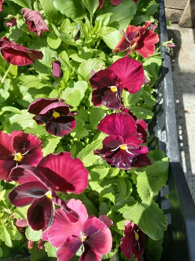 The image shows a close-up view of several dark red pansy flowers in a black plastic planter. The flowers are in various stages of bloom, with some fully open and others still buds. The petals are a deep, velvety red, with darker markings near the center and a small yellow center. The leaves are a vibrant green and slightly ruffled. The planter is situated outdoors, with sunlight casting shadows on the flowers and leaves. The background is blurred, but appears to be a paved surface and a textured wall, possibly part of a building or fence. The location is identified as Aramil, Russia. There are no people or animals visible in the image.