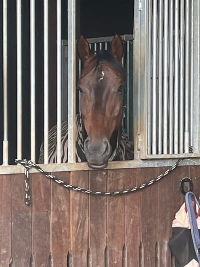 The image depicts a brown horse with a white blaze on its forehead peering out of a stable stall. The horse is wearing a striped blanket. The stable stall has vertical metal bars and wooden lower walls. A decorative rope is stretched across the front of the stall. In the lower right corner, a saddle pad and part of a blue halter are visible. The scene appears to be in a stable. The city of Momberg, Germany, is mentioned as the location.
