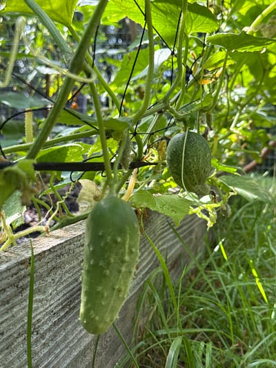 This media file captures a close-up view of developing cucumbers on a vine, situated in a garden setting in Gratis, United States of America. The subjects are two small, green cucumbers, one round and bumpy, the other more elongated and ridged. They are attached to a leafy green vine, which is supported by a dark stake and appears to be growing along a weathered wooden surface. The scene is outdoors, with natural light illuminating the plants, suggesting it is daytime. The presence of dew drops on the grass in the background implies the weather may have been cool or moist recently. The overall impression is one of natural growth and a peaceful garden environment. There is no visible text in the image.