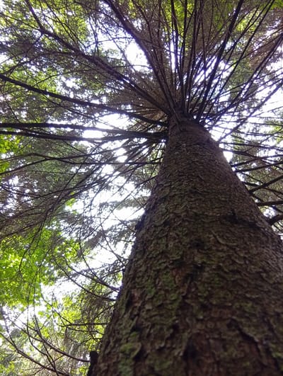 The image is a low-angle shot looking up into the canopy of a tall tree, likely an evergreen, in the city of Žygaičiai, Lithuania. The trunk of the tree is prominently in the foreground, with its rough, textured bark taking up a significant portion of the right side of the frame. The bark appears to have patches of green moss or lichen.

Branches extend upwards and outwards from the trunk, creating a dense network against the bright, washed-out sky. The sky is predominantly white, suggesting it's daytime with either strong sunlight or an overcast sky. Sunlight filters through the branches and needles, creating a dappled effect and some lens flare in certain areas.

On the left side of the image, some of the tree's foliage is visible, appearing as a vibrant green. The needles of the evergreen are thin and numerous, contributing to the intricate pattern of the branches. The overall impression is one of looking up from the base of a large, mature tree in a natural or park-like setting within Žygaičiai. There are no people or other animals visible in the image. The scene is peaceful and focused on the natural structure of the tree.
