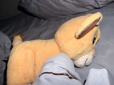 A plush toy lion cub is lying on a bed with gray sheets. The cub is predominantly orange with brown accents on its ears and black stitching for its mouth. Part of a light blue fabric is draped over the cub's body and extends towards the foreground, obscuring its lower half. The background consists of crumpled gray bedding and pillows, suggesting a bedroom environment in Falenty Nowe, Poland.