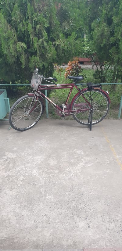An outdoor, eye-level, full-shot photograph captures a maroon vintage bicycle parked on a concrete pathway. The bicycle is positioned with its front wheel on the left and rear wheel on the right. It is leaning slightly to the right, supported by a black kickstand. The bicycle features a front basket filled with what appears to be a transparent bag. The frame is maroon with silver accents, and there are decorative decals on the frame. A black saddle and handlebars are visible. The bicycle is situated in front of lush green foliage, with some smaller, ornamental plants with reddish-brown leaves visible behind it. A light blue metal structure, possibly a trash receptacle or storage unit, is partially visible on the far left. A thin metal fence runs horizontally behind the bicycle, separating it from the greenery. The ground is a rough, gray concrete surface. The scene is located in Rooppur, Bangladesh.