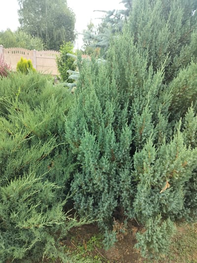 The image depicts a close-up view of dense evergreen shrubs, primarily junipers, in a garden setting. The foliage exhibits varying shades of green, from a lighter, feathery green on the left to a more compact, bluish-green on the right. Some dry, brown branches are visible interspersed within the green growth. The background suggests a fence, trees, and other greenery, hinting at an outdoor residential or park area. The scene appears to be in the city of Dolyna, Ukraine. There are no people or animals visible in the image.