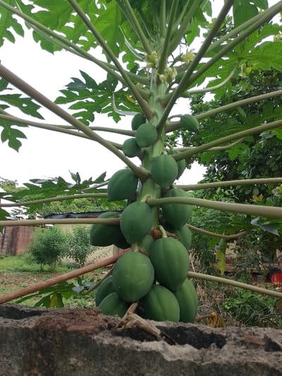 The image displays a close-up, upward-angled view of a fruiting papaya tree (Carica papaya) in Ugwolawo, Nigeria. The tree's central, stout green trunk is visible, heavily laden with numerous clusters of unripe, ovoid green papayas of varying sizes directly attached to it. Several small, pale yellow flowers are also present near the upper part of the fruit-bearing trunk. Large, multi-lobed green leaves extend outwards on prominent petioles, with many visible against a bright, overcast sky that occupies the top left portion of the frame. In the immediate foreground, the top edge of a weathered, grey-brown concrete or stone wall runs horizontally, partially obscuring the base of the tree. The background to the left reveals an open, vegetated area with smaller green bushes, a light-colored brick or concrete block wall structure, and a horizontal section of a corrugated metal roof. Denser green foliage from other trees and shrubs is visible on the right side of the background. No individuals, specific actions, or interactions are present in the scene.