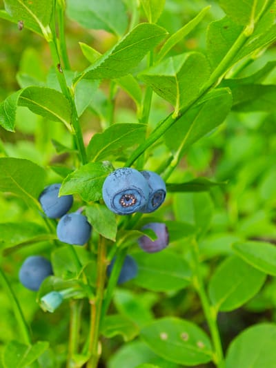 The image is a close-up, vertical shot of a blueberry bush. Several ripe, deep blue blueberries are visible, some clustered together on thin green stems. The blueberries have a slightly dusty bloom and a visible calyx at the bottom. Lush, green leaves surround the berries, some with a slightly textured surface. The background is softly blurred, showing more green foliage and suggesting an outdoor environment, likely a forest or garden. The focus is sharpest on the blueberries and the immediate stems and leaves. There are no people or specific urban landmarks visible in the image; it depicts a natural scene consistent with the environment in or around Заклинье, Russia, where blueberries are found.
