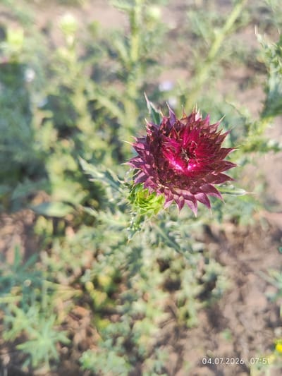 The image shows a close-up of a burgundy thistle flower in bloom, set against a backdrop of blurred green foliage and soil. A small insect, likely a bee or fly, is visible on the flower. The flower has sharp, pointed petals and a spiky appearance. The surrounding vegetation is green and appears somewhat dry, suggesting an outdoor, possibly rural or natural environment. The lighting indicates it is daytime, with sunlight illuminating the flower and casting some shadows. In the bottom right corner, a timestamp reads "04.07.2026 07:51". The location is specified as Konovalovo, Russia.