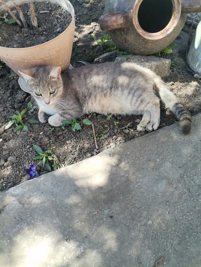 A gray tabby cat with striking green eyes is captured in an outdoor setting in Pobeda, Bulgaria. The cat is lying down, resting on the dark soil, facing towards the left side of the frame. Its fur shows a mix of gray and white tones, with distinct darker tabby stripes visible on its legs and tail.
To the left and slightly behind the cat's head, a light brown flowerpot with dry plant stalks and soil is visible. Further in the background, behind the cat's body, a large, weathered, dark brown ceramic pot or urn lies on its side. The ground beneath the cat and around the pots is dark soil, sparsely covered with small green plants. A single vibrant purple-blue violet flower blooms on the soil in the lower-left corner of the image.
A light gray concrete slab or pathway occupies the right and lower portion of the frame, extending into the foreground. Strong sunlight casts distinct shadows across parts of the concrete and the cat, indicating it is daytime. The cat appears calm and relaxed in this garden or yard environment. There is no visible text in the image.