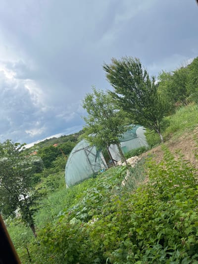 The image shows a view of a rural area with greenhouses and lush vegetation. The sky is overcast with dark clouds. In the foreground, there is dense green foliage, including what appears to be raspberry bushes with developing fruit. Behind the bushes, there are rows of cultivated plants, possibly vegetables, and two large, arched greenhouses covered in translucent material. The greenhouses are situated on a sloping hill. Several trees with green leaves are scattered throughout the scene. In the background, a hillside is covered with trees and some red-tiled roofs of buildings are visible, suggesting a settlement. The overall impression is that of a garden or farm, possibly in a village setting. The location is identified as Ognyanovo, Bulgaria.