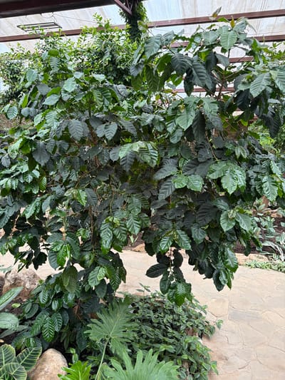 The image shows a coffee plant with lush green leaves, situated in an indoor botanical garden. The plant has a dense canopy of leaves, with some branches extending outwards. The background features a walkway made of light-colored, irregularly shaped stones, and other greenery. A metal structure, possibly part of the greenhouse roof, is visible overhead, along with some light fixtures. No people are present in the scene. The location is identified as a botanical garden in Akatovo, Russia.