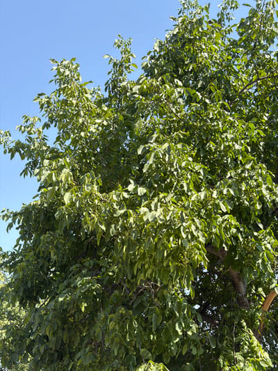 A medium shot shows the branches and leaves of a walnut tree against a bright blue sky. The tree is dense with green leaves, and some small green walnuts are visible throughout the branches. The lighting suggests it is daytime, likely with strong sunlight. The image appears to have been taken in an outdoor, natural setting, possibly a garden or park in the city of Жаңы-Арык, Kyrgyzstan, given the context provided. There are no people or animals visible in the frame.