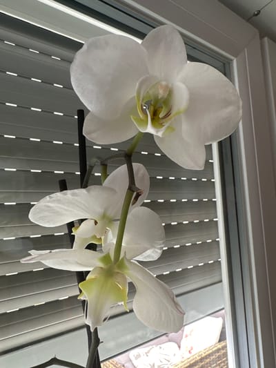 A close-up, low-angle shot features white orchids in bloom. The flowers, with their delicate petals, are the primary focus. Behind the flowers, a window with closed vertical blinds provides a backdrop. The lighting suggests an indoor setting, with the light filtering through the blinds. The location of Herxheim, Germany, is not discernible from the image.