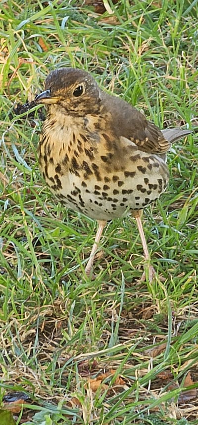 This image captures a Song Thrush (Turdus philomelos) standing on ground covered with green and dried grass, located in the city of Bain-de-Bretagne, France. The bird is positioned upright, facing slightly left, with a dark, elongated invertebrate (consistent with a worm) held firmly in its dark, pointed beak. Its head is dark brown with a prominent dark eye and a subtle pale eye-ring. The upperparts, including the back and wings, are uniformly medium brown. The underparts, from the breast to the belly and flanks, are a creamy-buff color, densely marked with distinct dark brown, arrow-shaped or triangular spots. The bird's legs are slender and pale pinkish-beige. The immediate environment consists of short to medium-length green grass interspersed with straw-colored dried grass and visible patches of dark soil and leaf litter. The scene is illuminated by bright, even light.