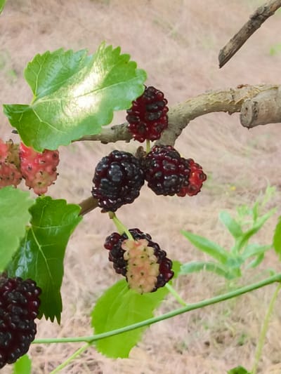 The image shows a close-up view of mulberries growing on a branch. Several clusters of mulberries are visible, some dark purple and ripe, others still pink and developing. Green mulberry leaves are present on the branch, with one prominent leaf in the upper left corner and another lower down on the left side. The branch itself is light brown and textured. The background is out of focus, showing a blurry expanse of dry, straw-colored vegetation and some green foliage. The setting appears to be an outdoor, natural environment, possibly a garden or orchard. The location of Shyroka Dacha, Ukraine, is stated, but the image itself does not contain any specific visual cues to confirm this location beyond the provided context. There are no people or any discernible actions or interactions occurring in the image.