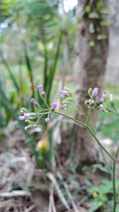 A close-up, eye-level, medium shot captures a branch of small, light purple flowers with green stems and buds. The flowers are delicate and clustered together, with some in full bloom and others still developing. The background is softly blurred, showing a textured tree trunk to the right and green foliage to the left. The ground is covered in dry leaves and twigs. The scene appears to be outdoors in a natural setting. There are no people or animals visible in the image. This photograph was taken in Meunasahmeucap, Indonesia.