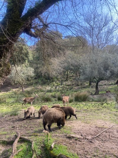 A herd of deer grazes in a wooded area. Several of the animals are dark-haired, while two are lighter brown. A large tree with bare branches fills the left side of the frame, reaching toward a blue sky. Green vegetation covers the ground, and a few other trees are visible in the background. The scene suggests a natural, untouched environment.