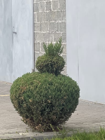 Two round evergreen shrubs are situated along a brick wall. The larger shrub is closer to the wall, with the smaller one slightly behind it. A light-colored building is behind the shrubs. A surveillance camera is visible on the building. The scene appears to be in an outdoor urban or suburban environment. There are no people visible in the image. The location of Cherliany, Ukraine is not identifiable based on the image contents alone.
