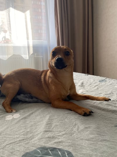 A light brown dog is lying on a bed with gray and white patterned bedding. The dog is facing the camera with its front paws extended upwards. The dog is near a window with partially visible buildings outside. The location cannot be confirmed as Дядьково, Russia based on the image alone.